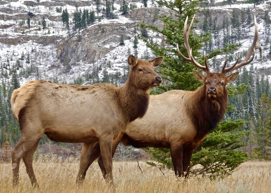bull and cow elk