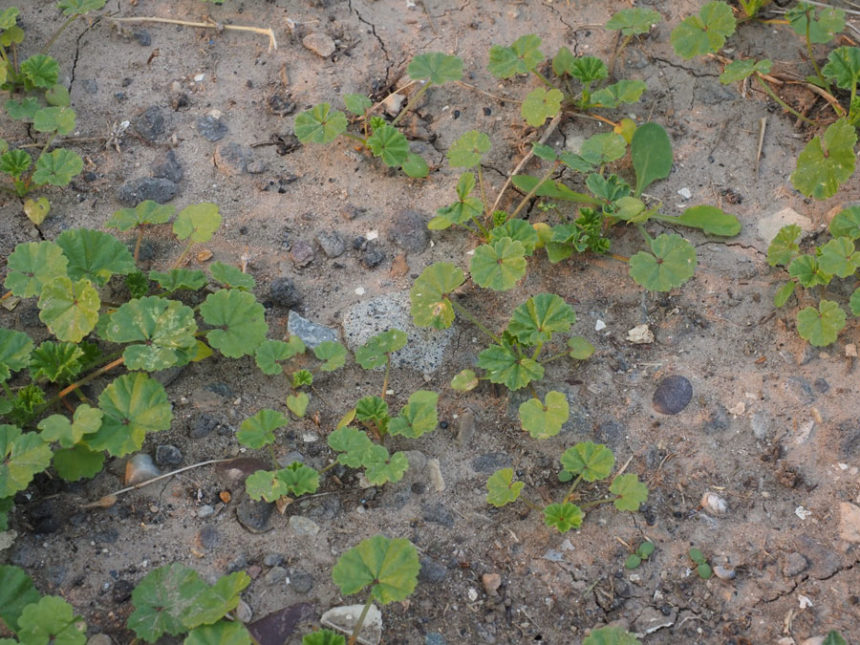 Weeds01