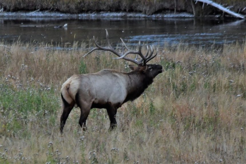 elk bugling