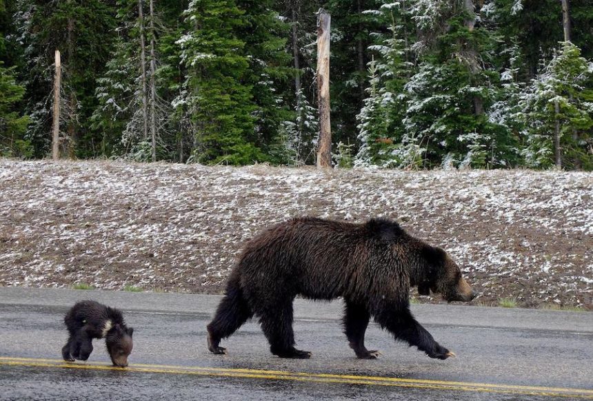 felicia the grizzly