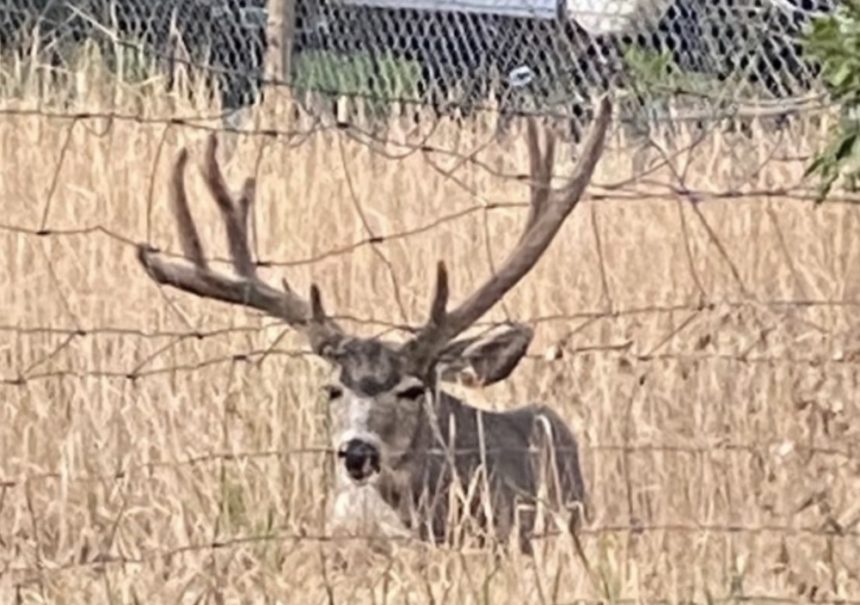deer shot