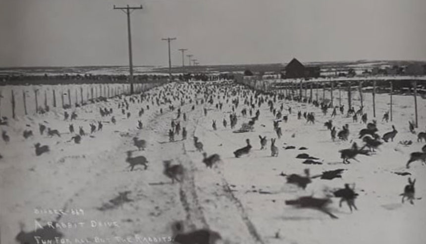 As Farmers cleared their land of sagebrush rabbits