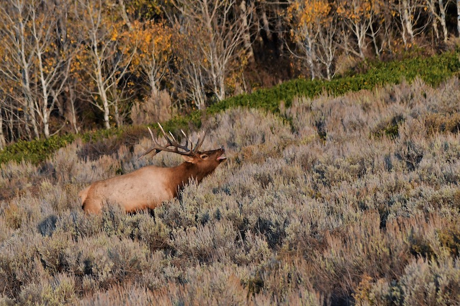 Progress Made on Idaho's Biggest Fire East Idaho News