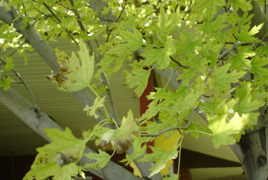 Silver Maple Chlorosis