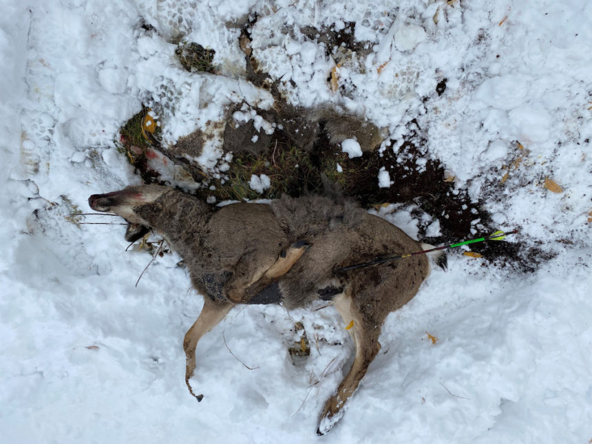 doe killed with blunt tipped arrow in soda springs october 2021