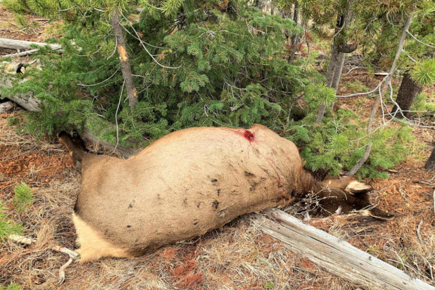 dead cow elk
