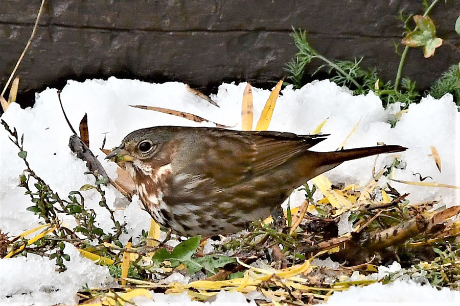 A look at a rare bird that showed up near Rexburg - Vimarsana News