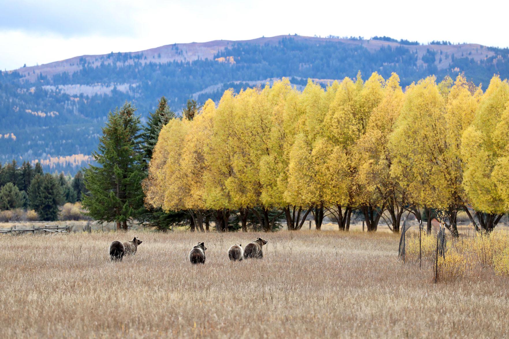 Famous Wyoming grizzly, cubs raid human food, raise worries - Vimarsana News