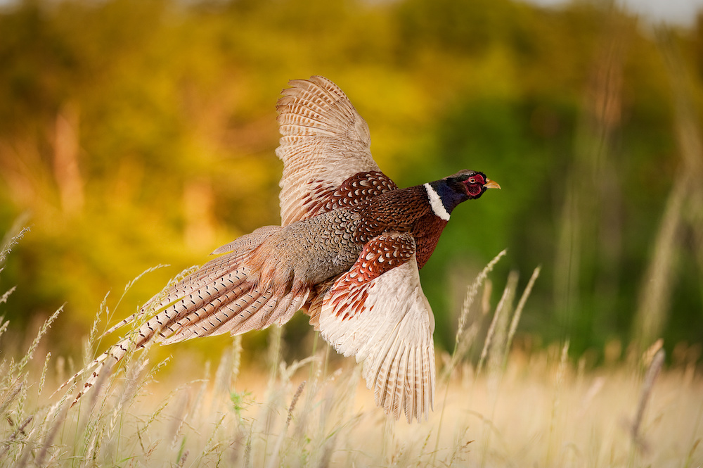 Upper Snake, Salmon regions experiencing pheasant shortage for stocking - Vimarsana News