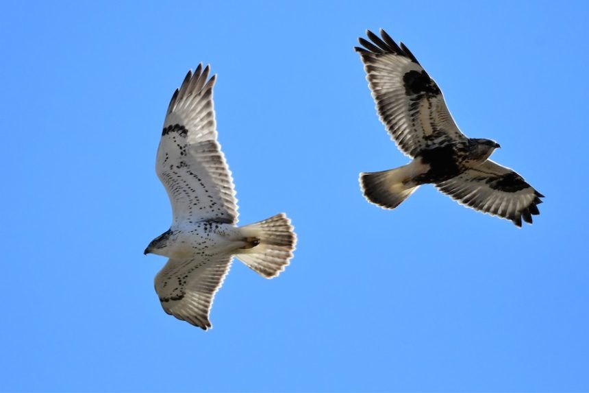 Raptorgathering2 21