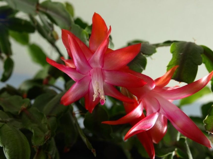 Christmas cactus 01