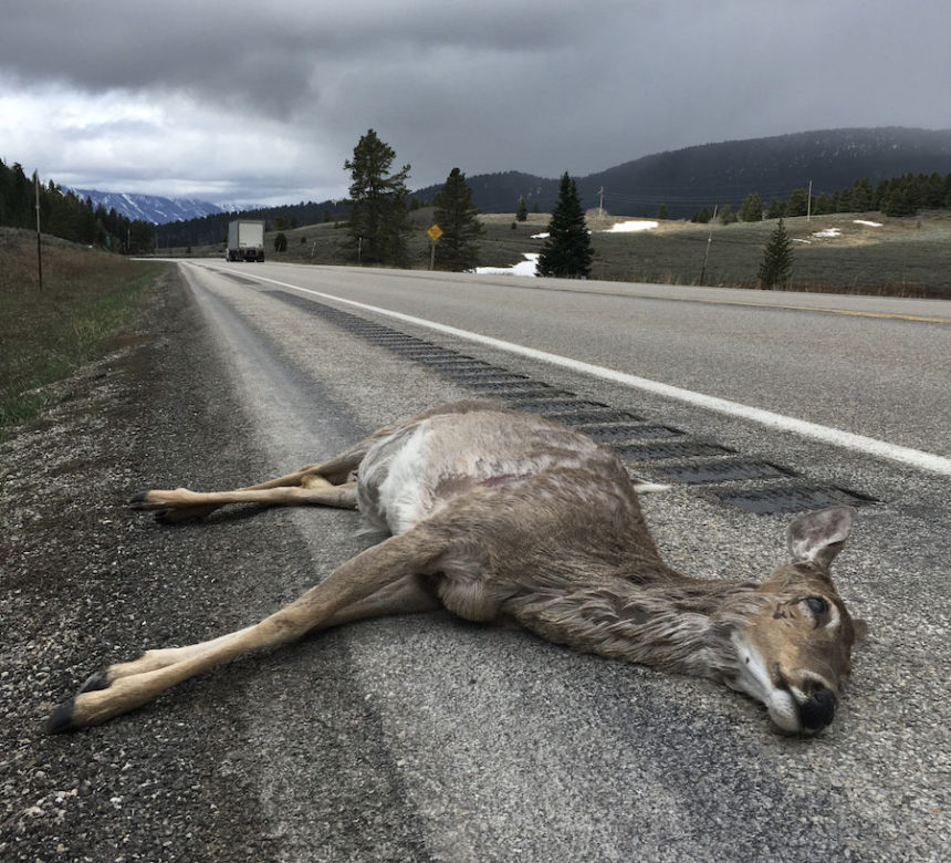 dead deer