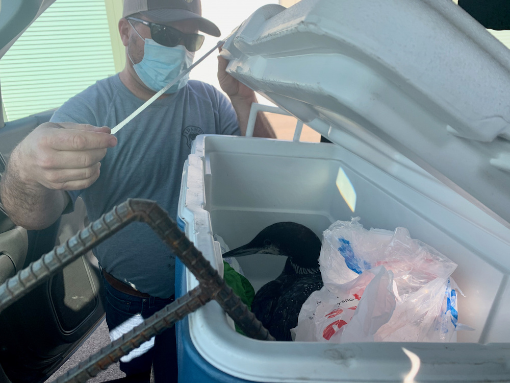 Biologist rescues stranded bird in Garden City pond - Vimarsana News