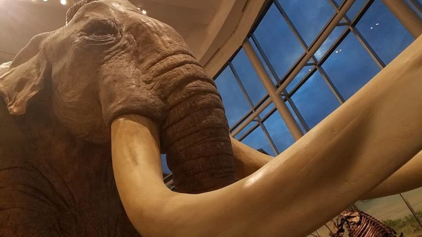 mammoth resized