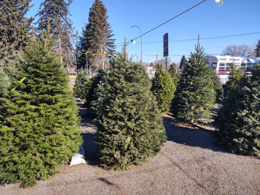 ymca christmas trees