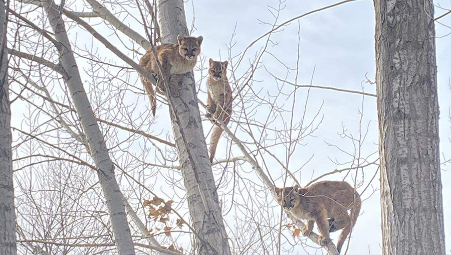 Trio of mountain lion cubs euthanized by Fish & Game after being found in backyard - Vimarsana News