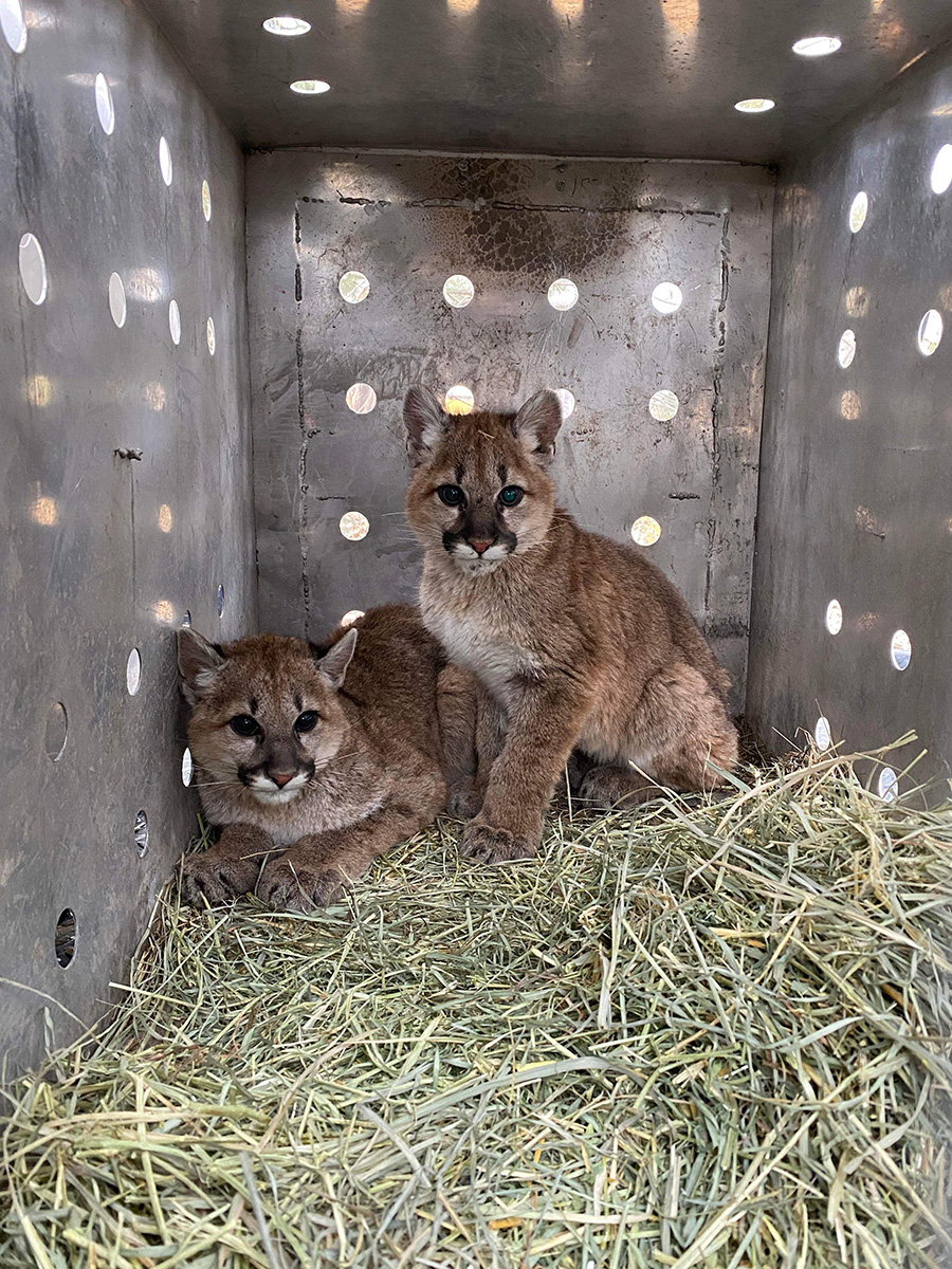 mountain lions 5