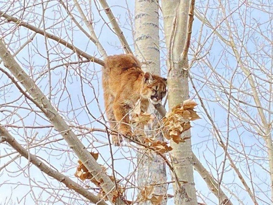 mountain lion 2