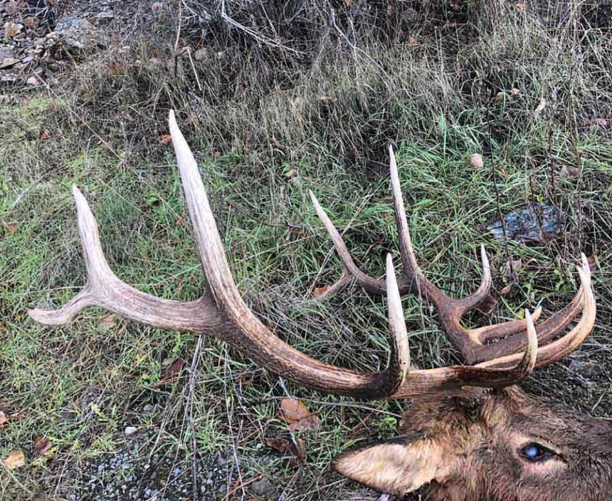 elk2