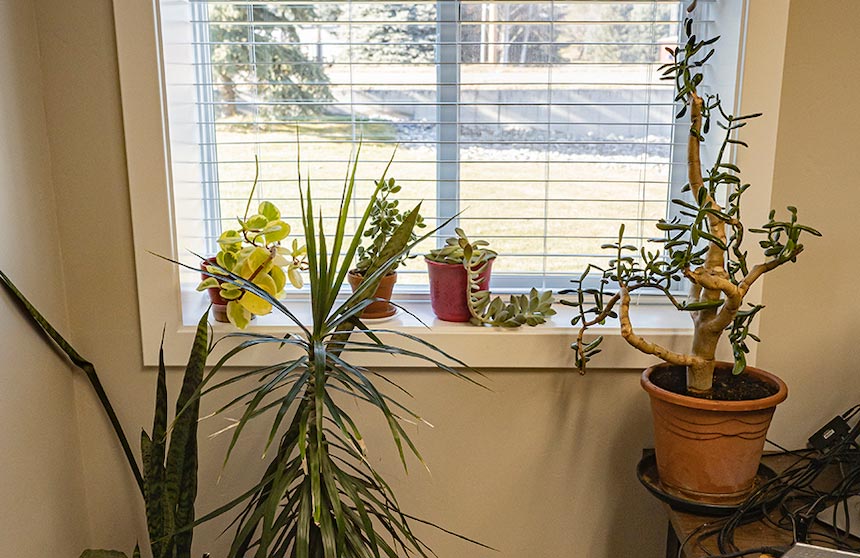 Effectively lighting your plants to ensure optimal growth