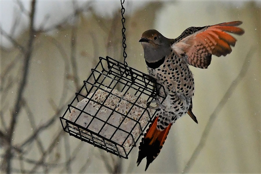 Winter woodpeckers starting to show up in eastern Idaho - Vimarsana News