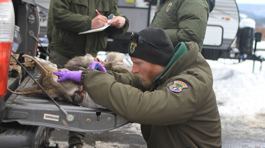 One month after fatal disease was found in Idaho deer, here's what is being done about it - Vimarsana News