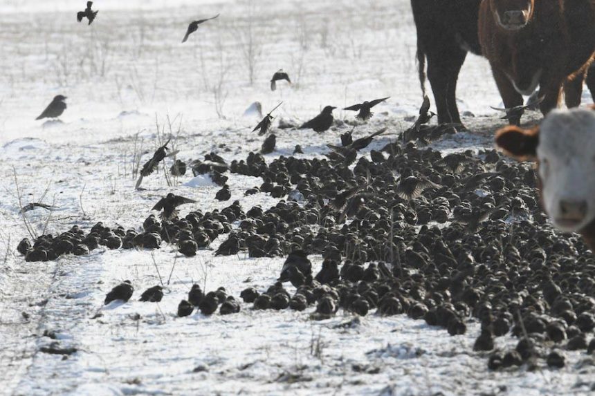 starlings