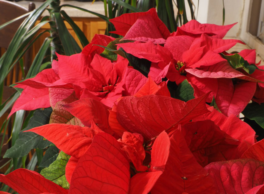 Poinsettia01
