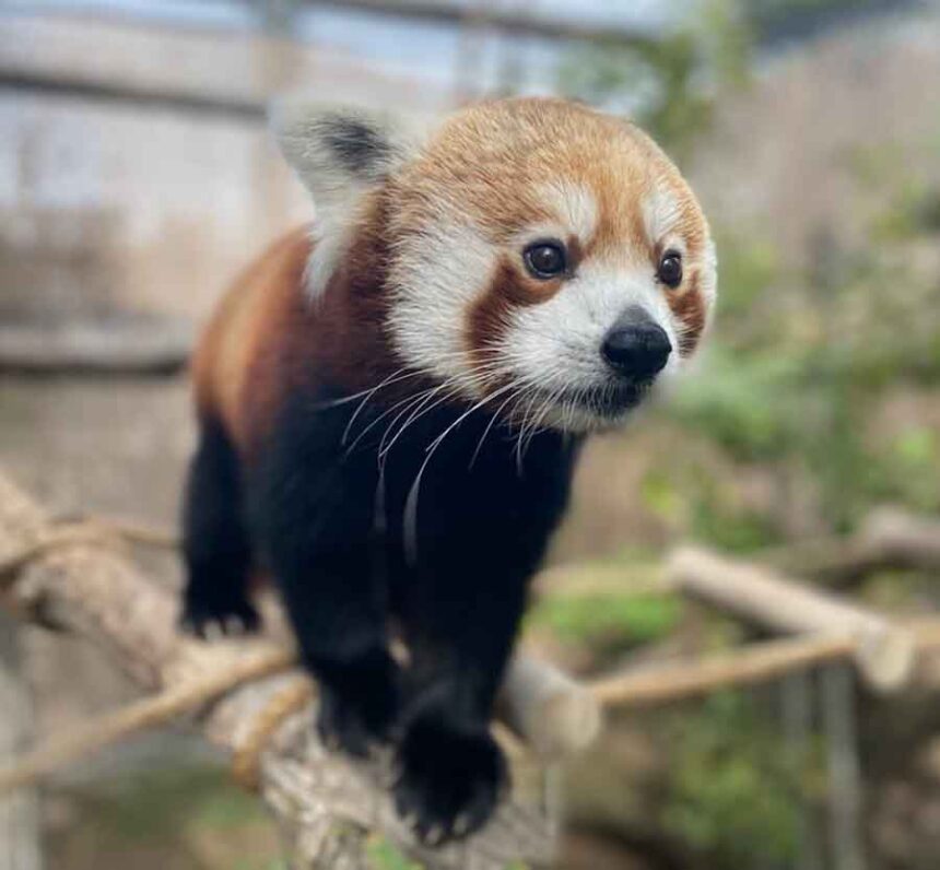 Fan Favorite Panda Passes Away At Idaho Falls Zoo East Idaho News