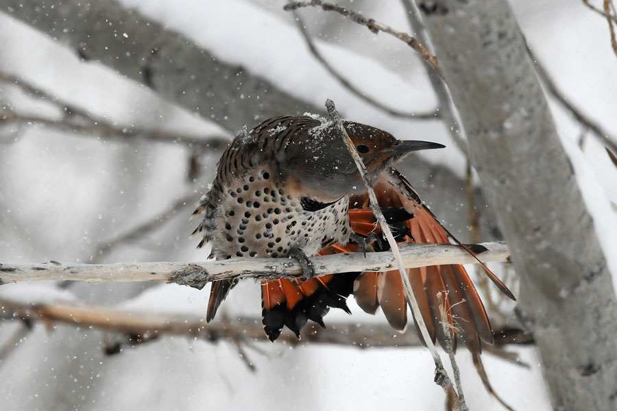 Flicker tongue5 21