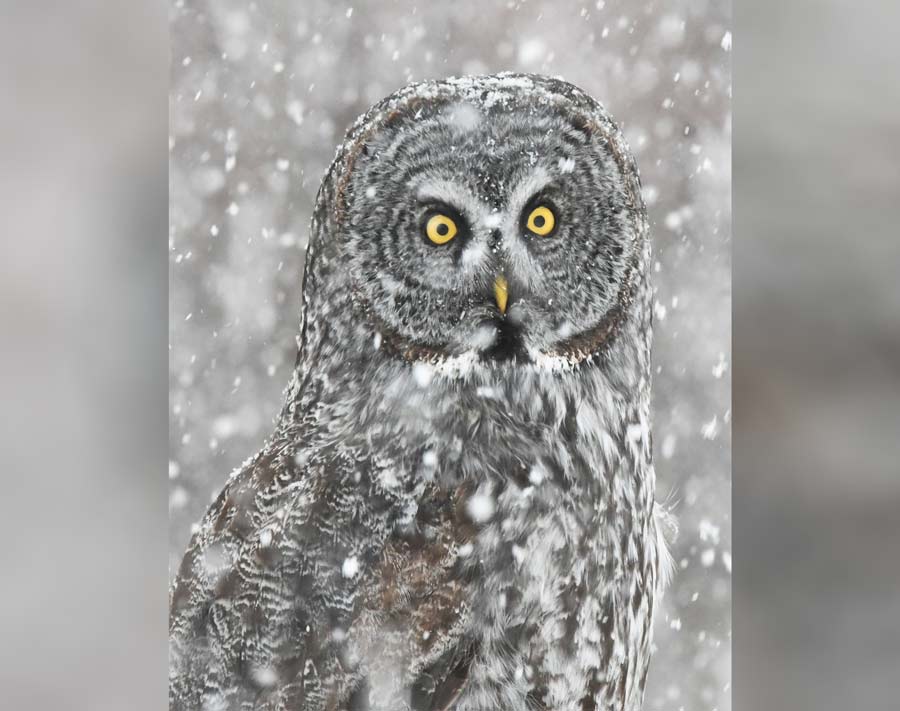 It's fun to watch the flight, perch and hunting skills of the Great Gray owls on Henrys Fork - Vimarsana News