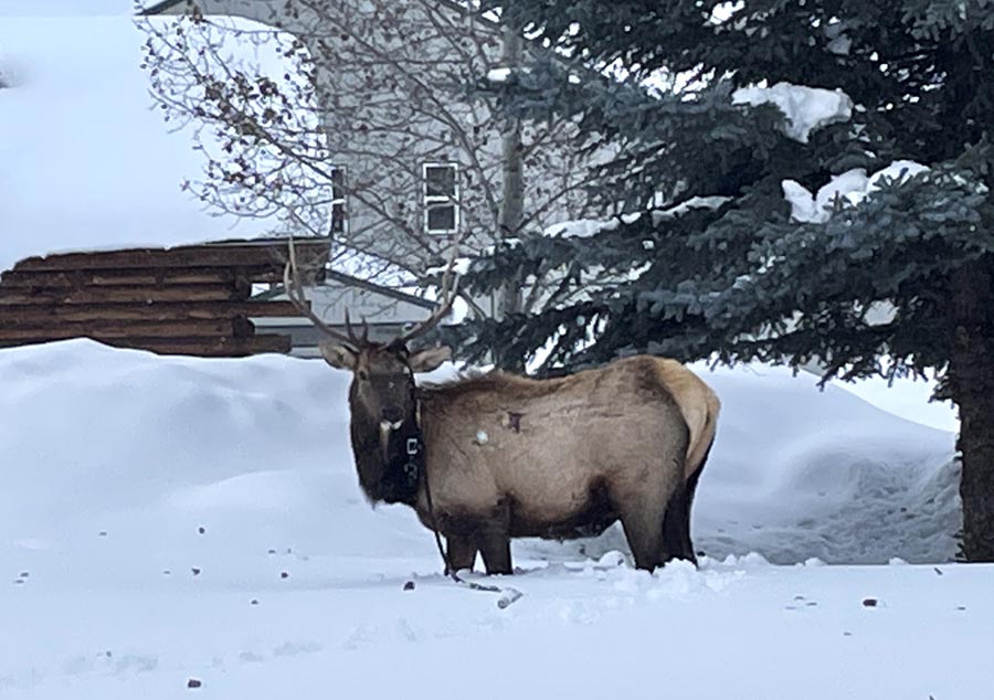 trapped elk 1