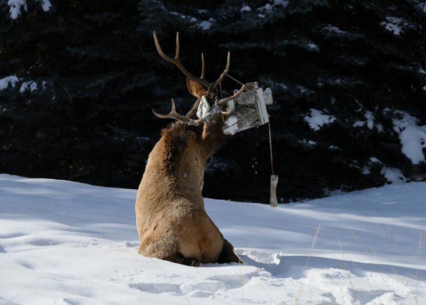 trapped elk 3