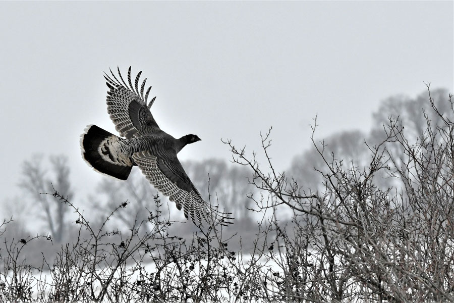 An explosion of wild turkeys and other surprises along the Henrys Fork - Vimarsana News
