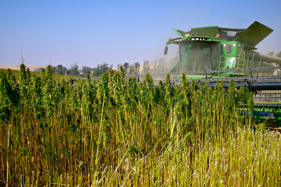 Idaho was the 50th state to legalize industrial hemp. Now eight farmers are ready to produce it. - Vimarsana News
