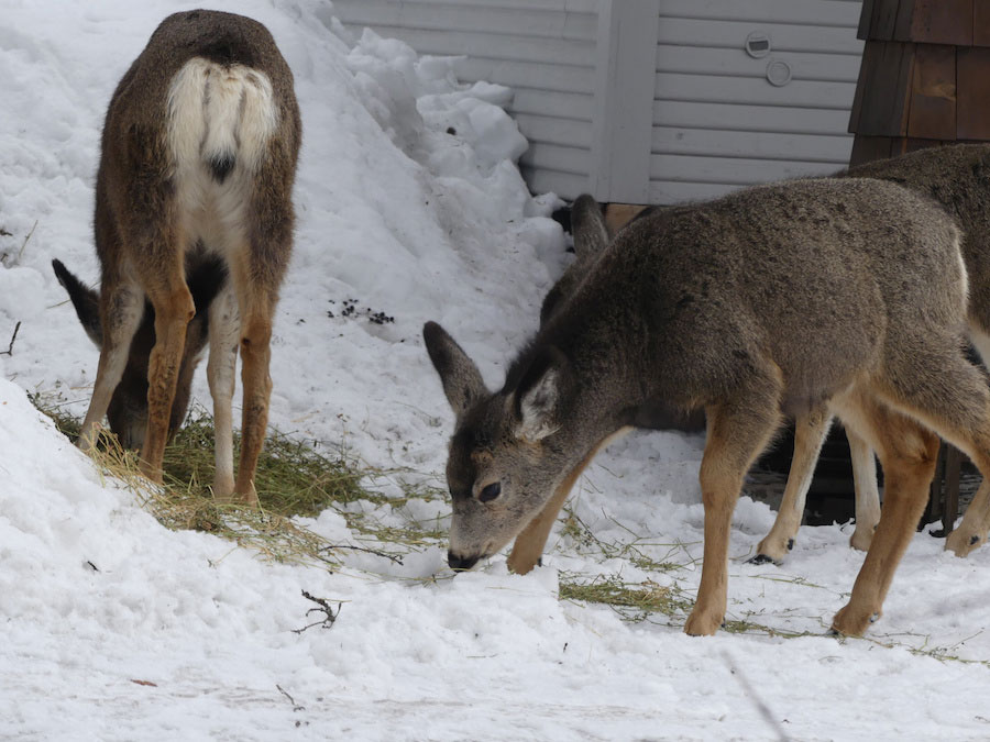 Feeding backyard deer and elk does more harm than good - Vimarsana News