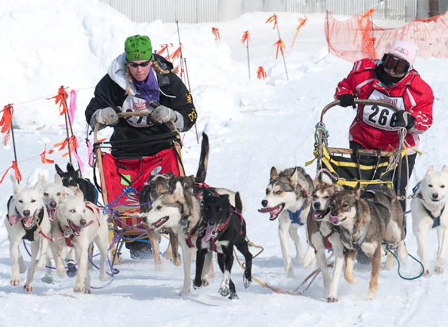 Historical dog sled race moves locations due to lack of snow - Vimarsana News