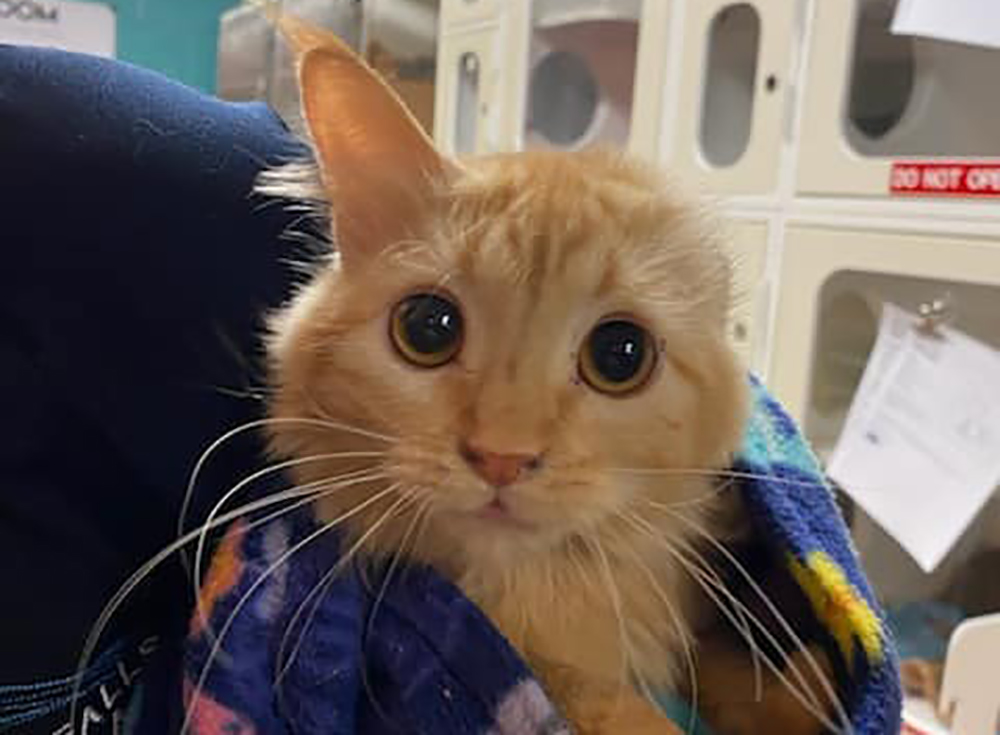 Public asked to help with adoptions after 50 cats are found in “hoarding situation”