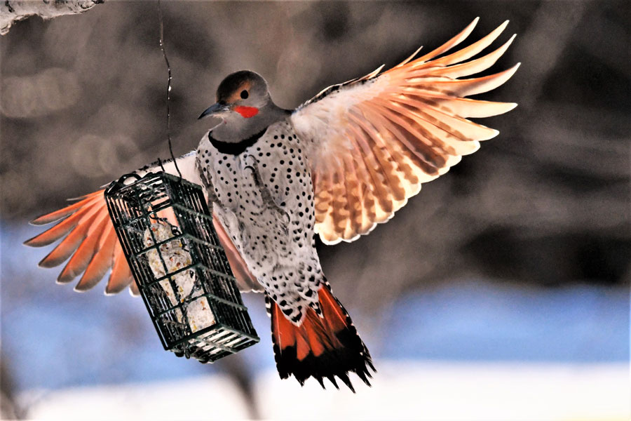 Great Backyard Bird Count is this weekend - East Idaho News - Vimarsana News