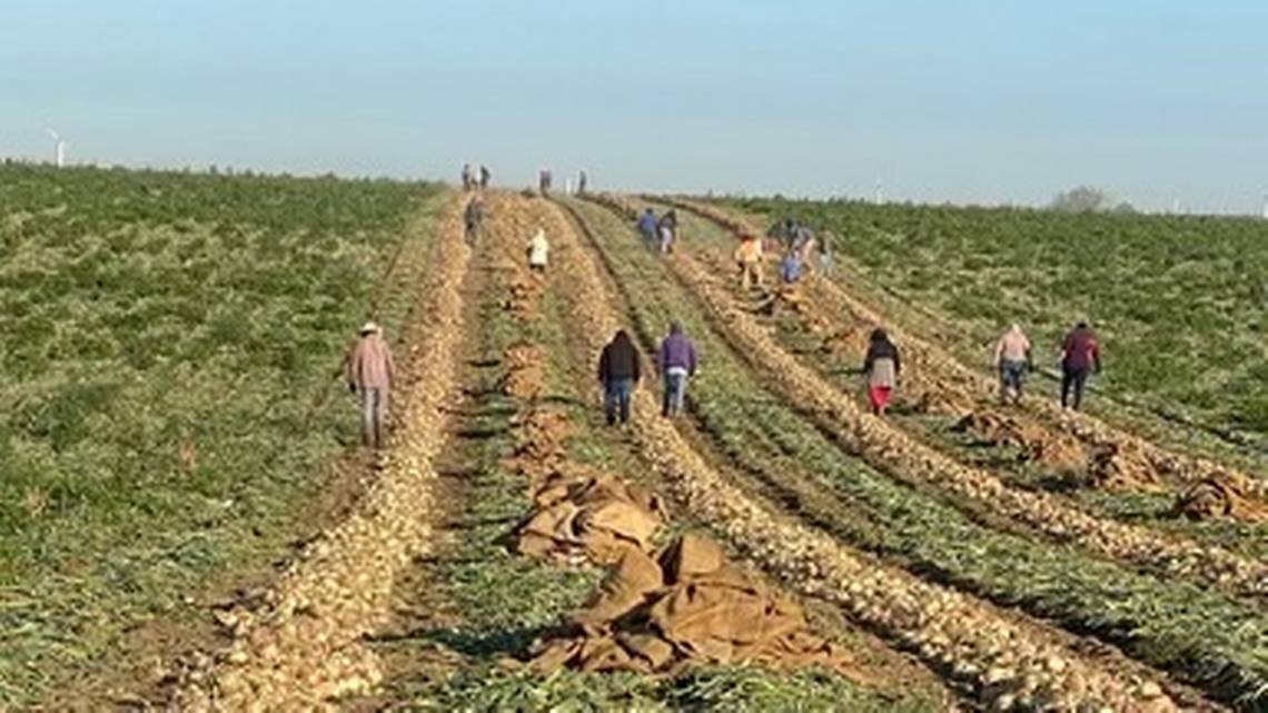 Idaho farm gave workers a choice: Illegal low wages or deportation, investigation finds - Vimarsana News