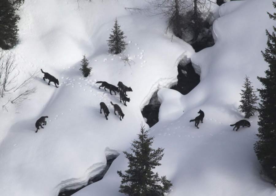 Officials say hunting wolves from aircraft prohibited - Vimarsana News
