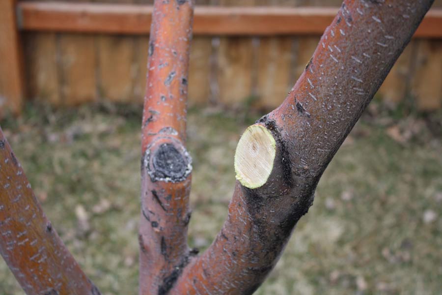 Rules and guidelines for pruning your apple trees properly - Vimarsana News