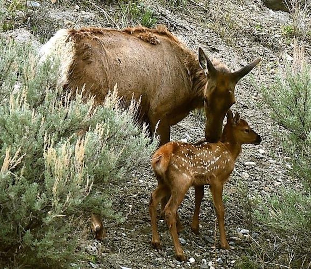 Creating a 'pleasuring ground:' Federal act creating Yellowstone Park signed 150 years ago - Vimarsana News