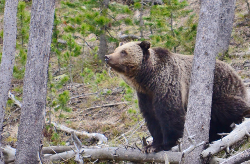 u.s.f.w bear photo crop