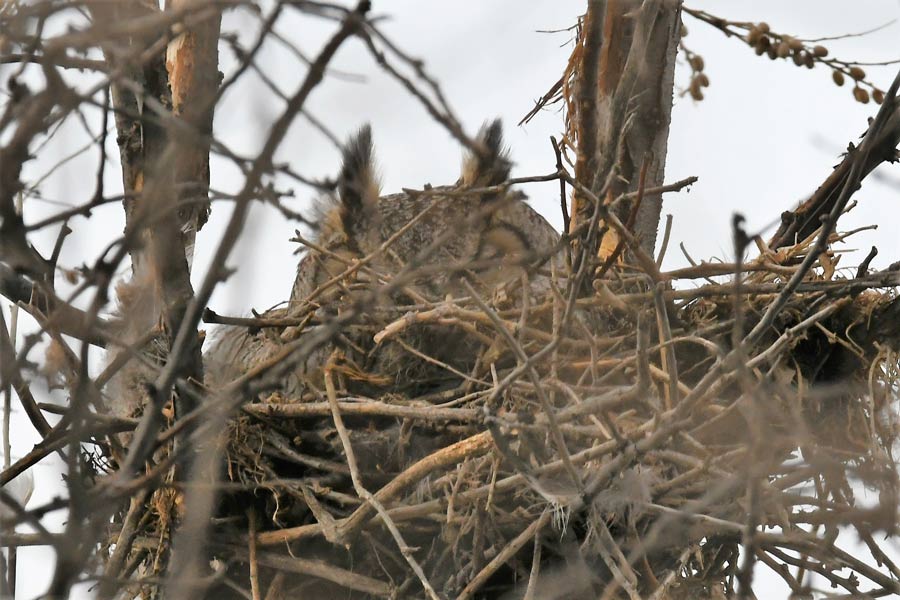 great horned owl