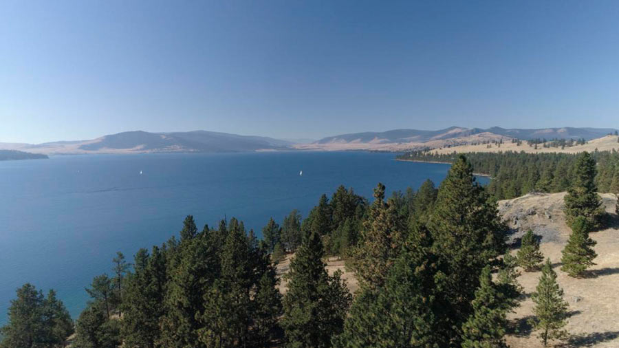 FWP kills island pumas threatening bighorns - Vimarsana News