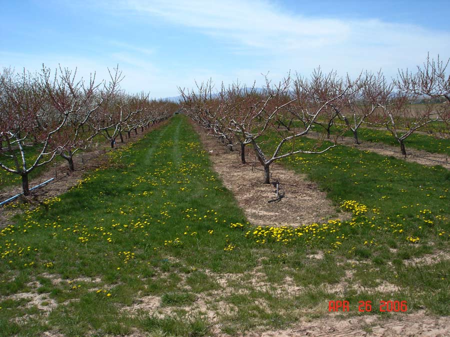 Why the scion and rootstock are important aspects of grafted apple trees - Vimarsana News