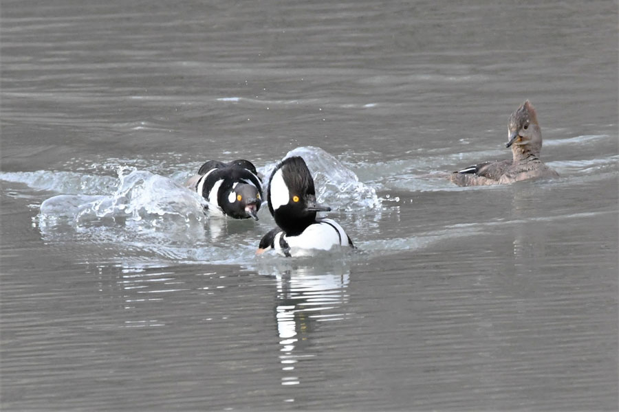 Hooded mergansers migrate through southeastern Idaho - Vimarsana News