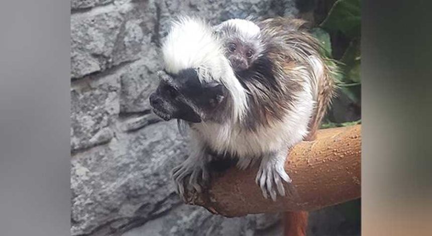 Tamarin