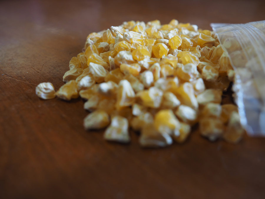 Types of sweet corn and how to harvest it properly - Vimarsana News